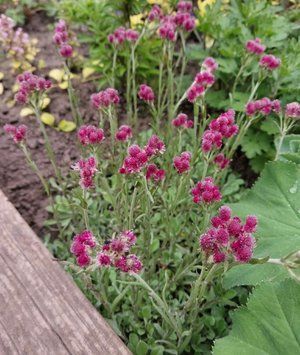 Антенарія Alphina &lsquo;Red&rsquo; 232 фото