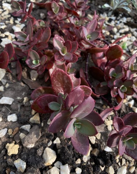 Очиток Sunsparkler 'Cherry Tart&rsquo; 133 фото