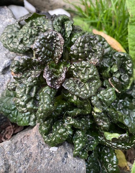 Живучка ʼMetallica Crispa&rsquo; 35 фото