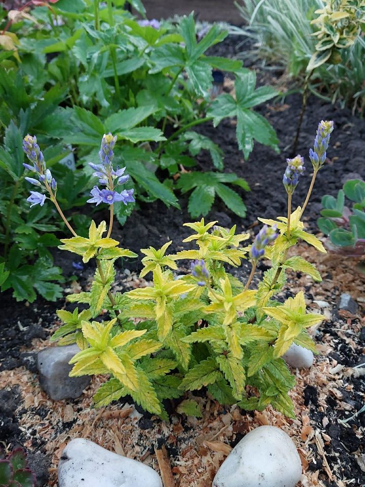 Вероніка лежача ʼАцтек Голд’ | Veronica prostrata ‘Aztec Gold’ | Зелена ...