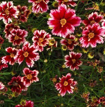 Кореопсіс мутовчатий ʼRuby Frost&rsquo; 236 фото