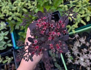 Очиток Sunsparkler &lsquo;Plum Dazzled&rsquo; 135 фото