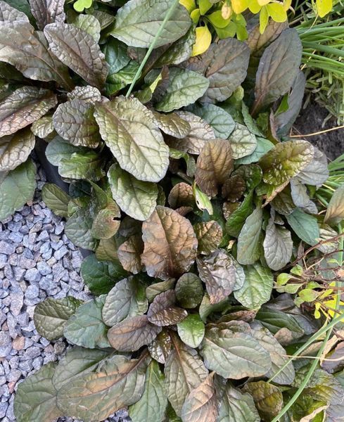 Живучка &lsquo;Atropurpurea&rsquo; 38 фото