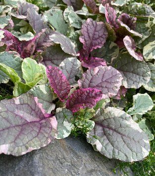Живучка ʼBurgundy Glow&rsquo; 41 фото