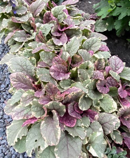Живучка ʼBurgundy Glow&rsquo; 41 фото
