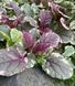 Живучка ʼBurgundy Glow&rsquo; 41 фото 1