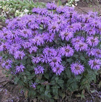 Монарда &lsquo;Sugar Buzza Blue moon&rsquo; 192 фото