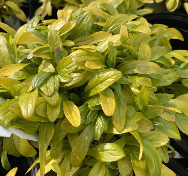 Живучка ʼFeathered Friends Cordial Canary&rsquo;&rsquo; 44 фото