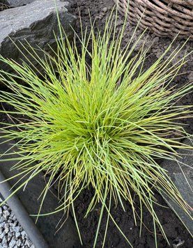 Костриця сиза ʼGolden Toupee&rsquo; 97 фото