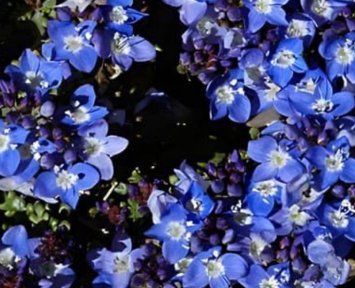 Вероніка livanensis 248 фото