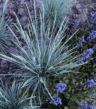 Костриця сиза ʼIntense Blue&rsquo; 100 фото