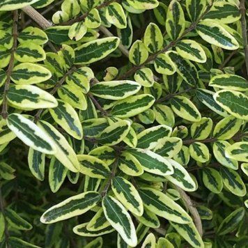 Жимолость блискуча ʼLemon Beauty' 384 фото