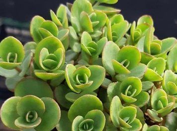 Очиток Sunsparkler ʼLime Zinger&rsquo; 124 фото