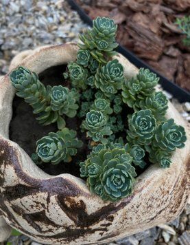 Очиток товстогіллястий ʼWhite Diamond Stonecrop' 155 фото