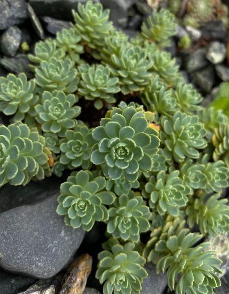Очиток товстогіллястий ʼWhite Diamond Stonecrop' 155 фото