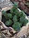 Очиток товстогіллястий ʼWhite Diamond Stonecrop' 155 фото 1