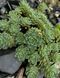 Очиток товстогіллястий ʼWhite Diamond Stonecrop' 155 фото 2
