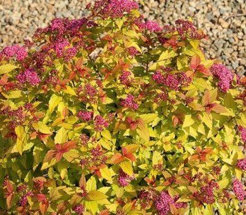 Спірея японська ʼGoldflame&rsquo; 391 фото