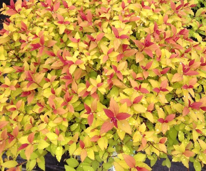 Спірея японська ʼGoldflame&rsquo; 391 фото