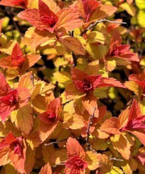 Спірея японська &lsquo;Magic Carpet&rsquo; 392 фото