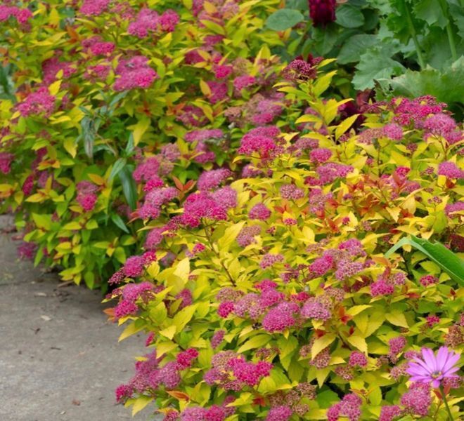 Спірея японська &lsquo;Magic Carpet&rsquo; 392 фото