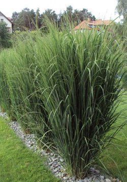 Міскантус китайський ʼGracillimus&rsquo; 394 фото