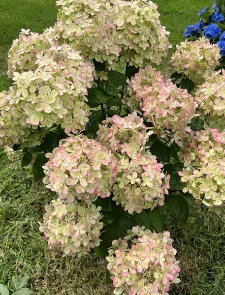 Гортензія волотиста &lsquo;Pastel Green&rsquo; 210 фото
