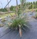 Пенісетум лисохвостий ʼJaponicumʼ 68 фото 2