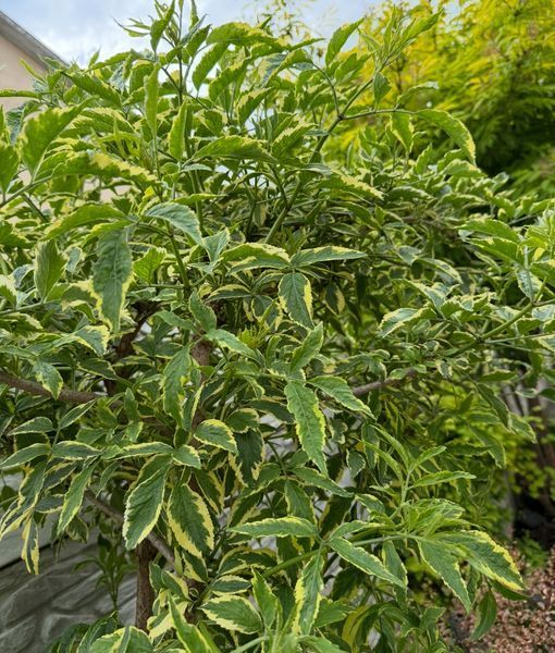 Бузина чорна ʼVariegata&rsquo; 219 фото