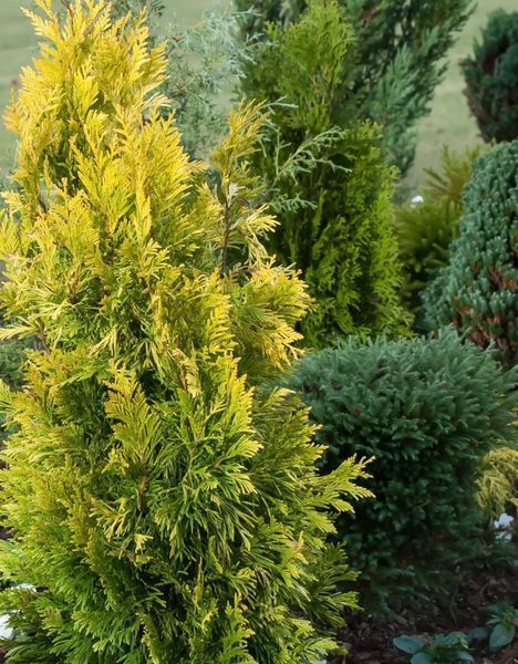 Туя &lsquo;Forever Gold&rsquo; 221 фото