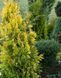 Туя &lsquo;Forever Gold&rsquo; 221 фото 2