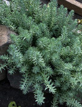 Очиток скельний ʼBlue Spruce&rsquo; 127 фото