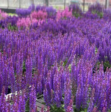 Шавлія дібровна ʼRianne Purple&rsquo; 178 фото