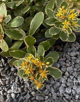 Очиток камчатський ʼVariegata&rsquo; 129 фото