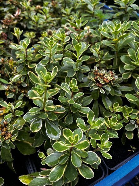 Очиток камчатський ʼVariegata&rsquo; 129 фото