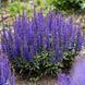 Шавлія дібровна ʼBlue Bouquette&rsquo; 180 фото 2
